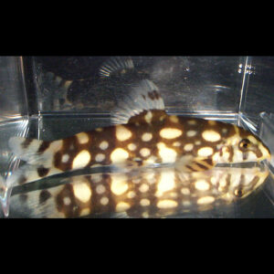 Angelicus Loach (Polka Dot Loach, Burmese Border Loach) - Botia kubotai