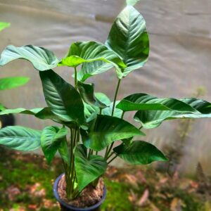 Anubia Barteri  Mother Plant