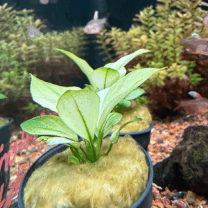 Anubia Broad White