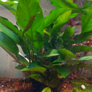 Anubias nangi - Mother Plant - XXL <br >Currently Unavailable