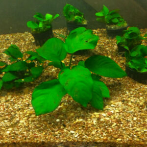 Anubias barteri var. nana (Potted) <br >CURRENTLY UNAVAILABLE