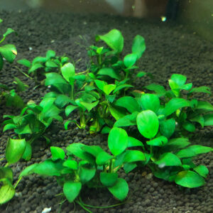 Anubias 'mini'<BR >CURRENTLY UNAVAILABLE