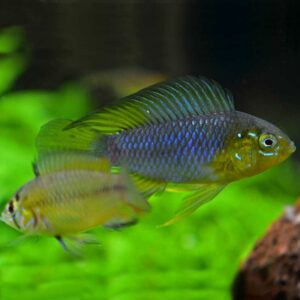 Apistogramma borellii (Umbrella Cichlid)