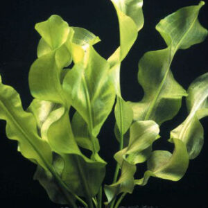 Aponogeton ulvaceus<br >