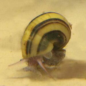 Asolene Snails<br >Currently Unavailable
