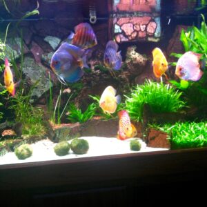 Assorted 2-2.5 inch Discus (8 pack) MAIL ORDER ONLY!