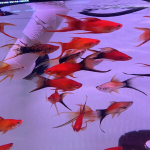 Assorted Hifin Lyretail Swordtails <br > currently unavailable