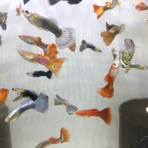 Assorted Fancy Guppy <br >(one M/F pair)<br >