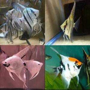 Assorted XL Angelfish Mix