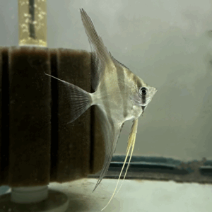 Altum Atabapo Angelfish  (F1 Tank Raised)<br >