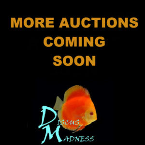 Z - More Auctions Coming Soon!