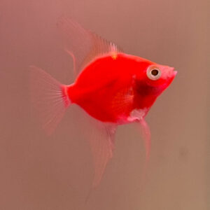 Starfire Angelfish- Glo-Fish<br >