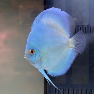 Blue Diamond Jumbo 6.5"+ SOLD