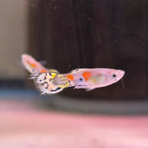 Blue Grass Male Guppy