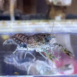 Blue Brazos Dwarf Crayfish (Cambarellus texanus "Blue")