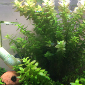 Bacopa Carolina