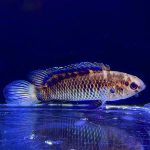 Badis Badis<br >CURRENTLY UNAVAILABLE