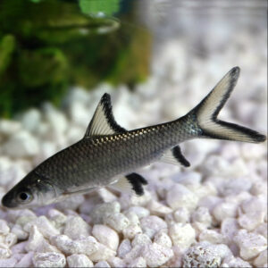 Bala Shark (Tri Color Shark) - Balantiocheilos melanopterus<br >