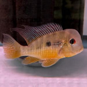 Paraguay Eartheater (Gymnogeophagus balzanii)