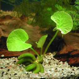 Banana plant (Nymphoides aquatica)