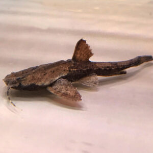 Banjo Catfish (Bunocephalus coracoideus)<br >Currently Unavailable