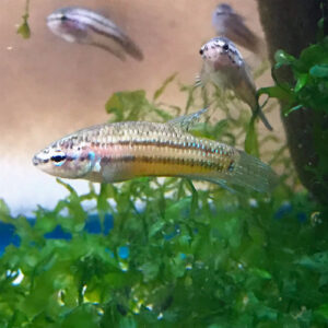 Betta Mahachaiensis (Juvenile)<BR >CURRENTLY UNAVAILABLE