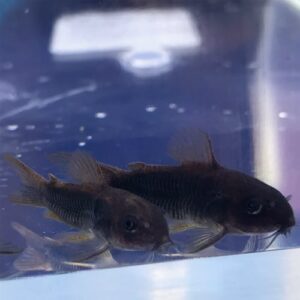 Black "Venezuela" Cory (Corydoras schultzei "Black Venezuela")<br >