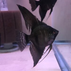 Black Velvet Angelfish<br >