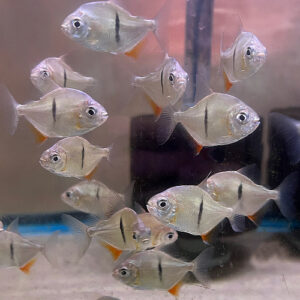 Black-barred Silver Dollar (Myloplus schomburgkii)