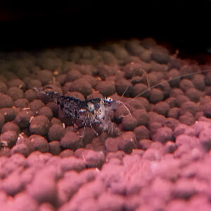 Black Carbon Rili Shrimp<br >Currently Unavailable