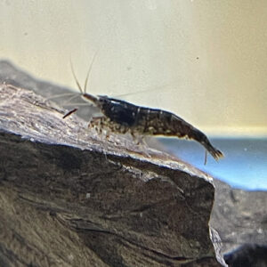 Black Carbon Shrimp<BR >CURRENTLY UNAVAILABLE
