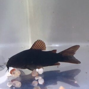 Black "Venezualan" Cory (Corydoras aeneus "black")