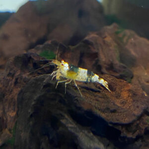 Black Crystal Shrimp