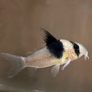 Black Diamond Cory - Cw049