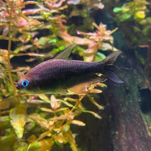 Black Emperor Tetra