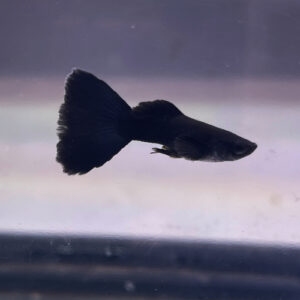 Male Black Moscow Guppy<br >