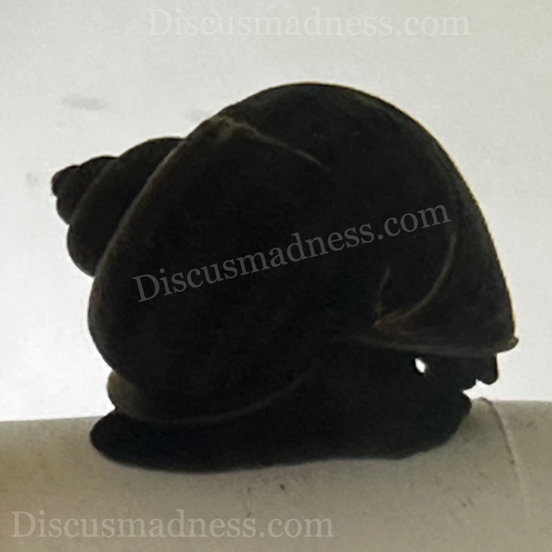 Black Mystery Snail