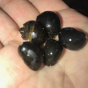 Black Nerite Snail Packs<br >Currently Unavailable
