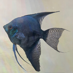 Black Pinoy Angelfish<br >