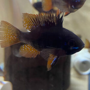 Red Tail Double Black German Rams<br >