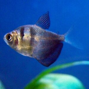 Black Skirt Tetra long fin (Gymnocorymbus ternetzi)