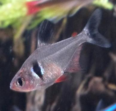 Black Phantom Tetra (Hyphessobrycon megalopterus) - Image 2