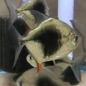 Blackberry Red Hook Silver Dollars (Myleus Schomburgki)