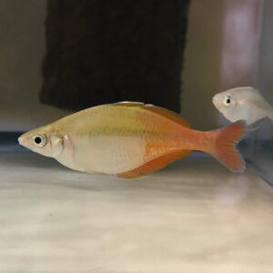 Bleher's Rainbowfish (Chilatherina bleheri)