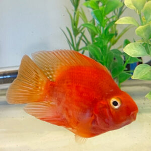 King Kong Red Parrot Cichlid<br >