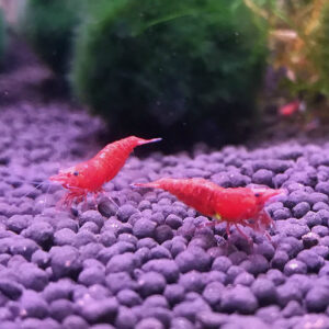 Bloody Mary Shrimp<br >