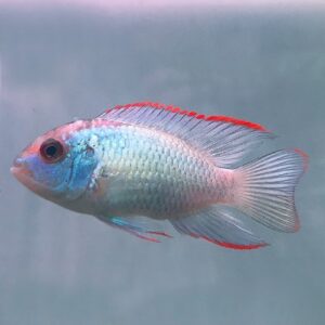 Electric Blue Acara (Andinoacara pulcher hybrid)