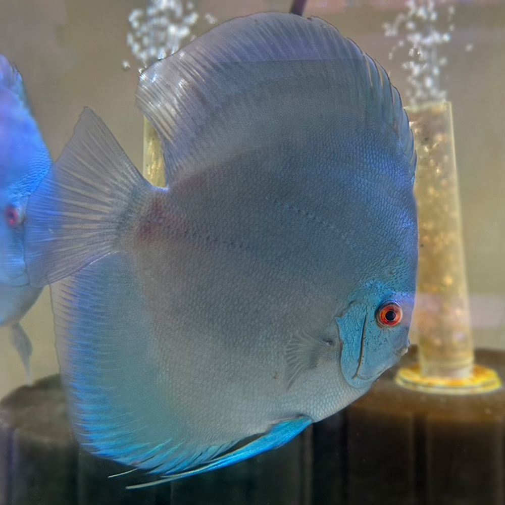 Blue Diamond Jumbo 7+inches #1