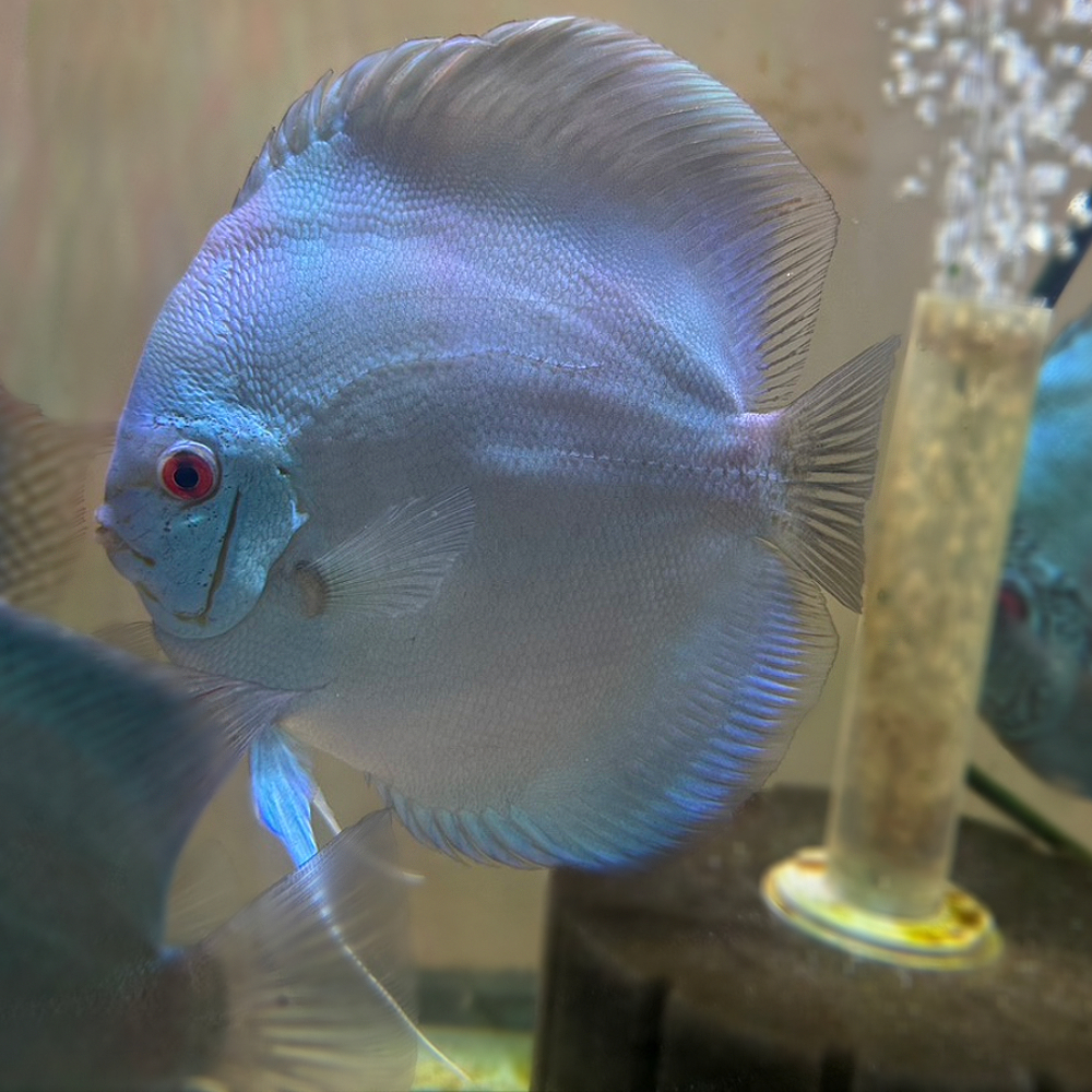 Blue Diamond Jumbo 7+inches #2