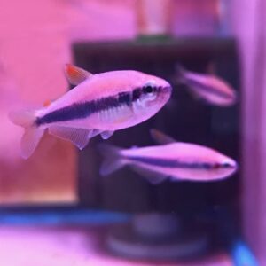 Blue Emperor Tetra (Inpaichthys kerri)<br >